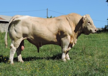 NUTELA (5)31
